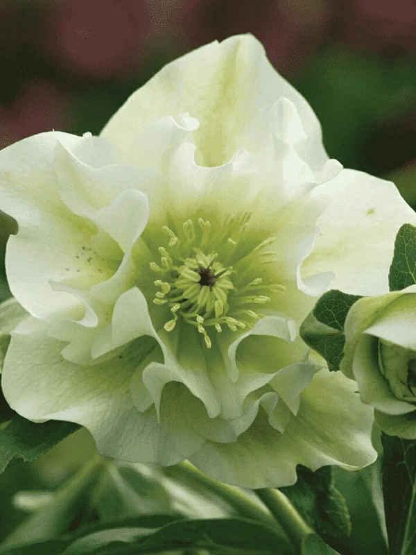 Морозник Дабл Эллен Вайт